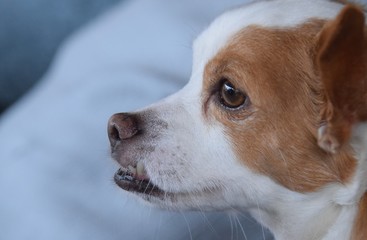 Kopf eines kleinen braun-weißen Hundes mit sehr krummen, hervorstehenden Zähnen