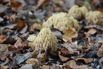 Pilze