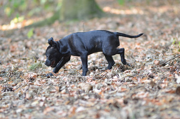 Walking staffordshire bull terrier dog