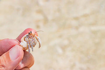 沖縄石垣島　ビーチのヤドカリ