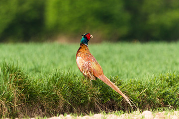 pheasant in grass