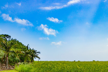 Obraz premium 沖縄石垣島 高台からの景色