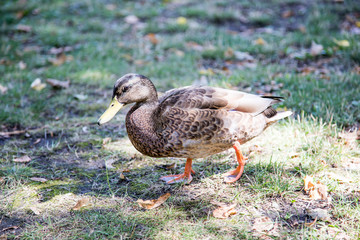 Fototapeta premium Kaczka w Łazienkach Królewskich w Warszawie, Polska