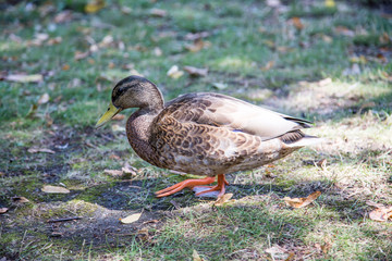 Kaczka w Łazienkach Królewskich w Warszawie, Polska