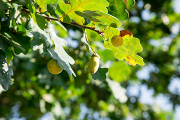 żołędzie na drzewie w lesie © ankir86