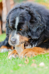 Berner Sennenhund knabbert an einem getrockneten Schweineohr, Barf Makro vertikal