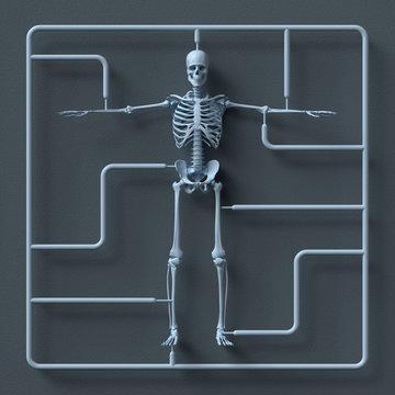 Model skeleton kit, illustration