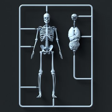 Model skeleton kit, illustration