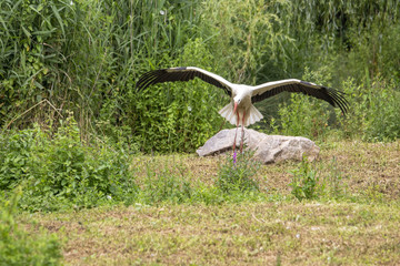 Cigogne blanche - Ciconia ciconia - &agrave; l'atterrissage