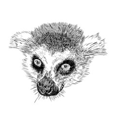 Hand drawn animal head of Lemur catta,