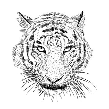 Hand drawn vector black and white artistic portrait of tiger head