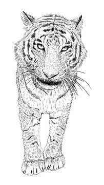 Hand drawn vector black and white tiger