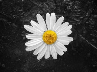 Obraz premium Daisy