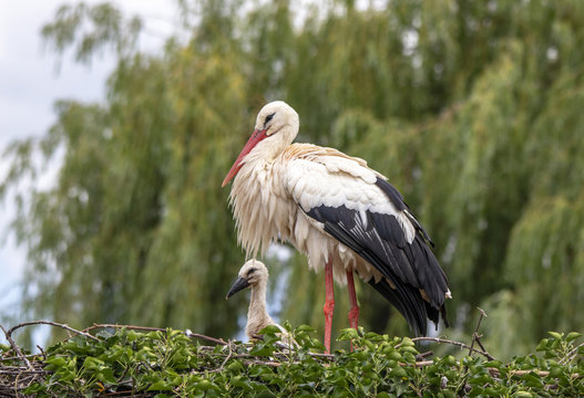 Cigogne blanche et cigogneau  - Ciconia ciconia - au nid