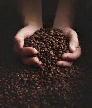 Person With Hands Full Of Coffee Beans