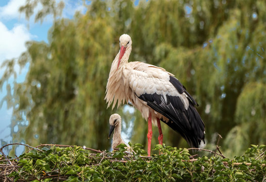 Cigogne blanche et cigogneau  - Ciconia ciconia - au nid
