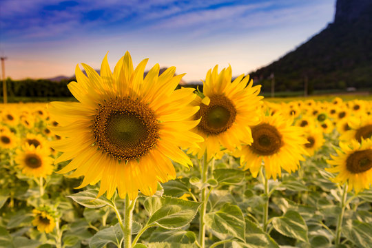 Fototapeta Full bloom sunflower close up in big field