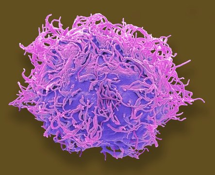 Mesenchymal stem cell, SEM