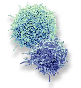 T lymphocytes, SEM