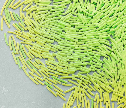 Bacillus megaterium bacteria, SEM