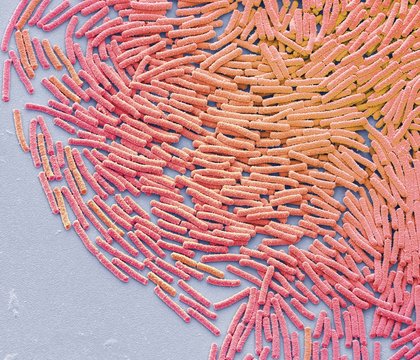 Bacillus megaterium bacteria, SEM