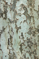 wood texture background