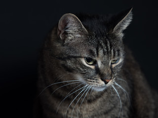 Portrait of a serious cat on a black background