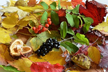 Liście i owoce jesieni