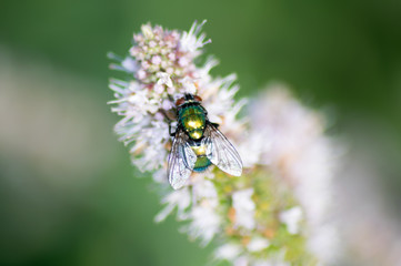 mouche verte