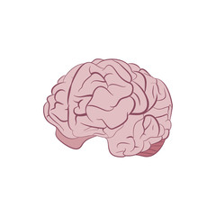 Human brain. Graphic illustration