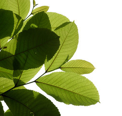 tree branch isolated