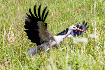  stork on grass