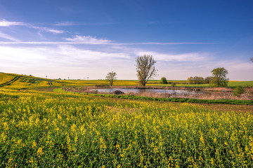 Obraz premium Rapsfeld in der Uckermark