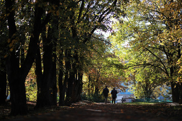 Autumn background in the park