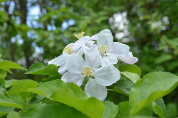 Appletree flower