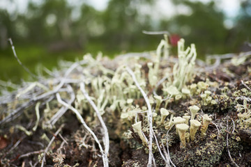 Plants in the arctic