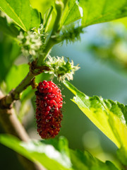 mulberry fruit amazing