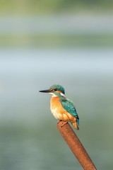 Beautiful nature scene with Common kingfisher (Alcedo atthis). Wildlife shot of Common kingfisher (Alcedo atthis) on the branch. Common kingfisher (Alcedo atthis) in the nature habitat.