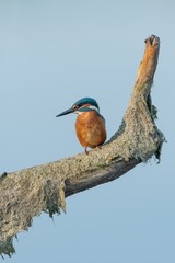 Beautiful nature scene with Common kingfisher (Alcedo atthis). Wildlife shot of Common kingfisher (Alcedo atthis) on the branch. Common kingfisher (Alcedo atthis) in the nature habitat.