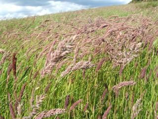green field of wheat