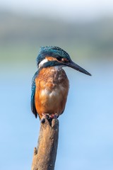 Beautiful nature scene with Common kingfisher (Alcedo atthis). Wildlife shot of Common kingfisher (Alcedo atthis) on the branch. Common kingfisher (Alcedo atthis) in the nature habitat.
