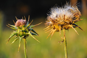 cardo, dente di lavoro
