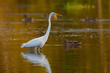 Great Egret (Ardea alba) on lake with some ducks floating around