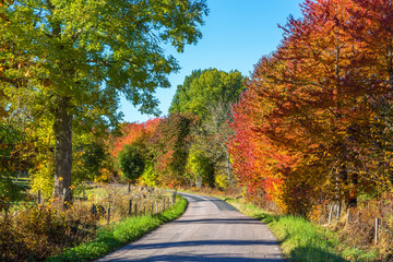 Country road through a deciduous forest with autumn colors