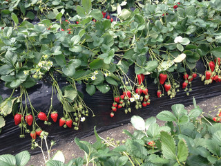 berries in the garden