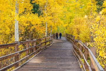 Women hiking along the East of Aspen Trail which Parallels the Roaring River with trees at full...
