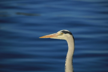 A big grey heron