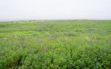 Island: Landschaft mit Lupinen im Vatnajökull-Nationalpark
