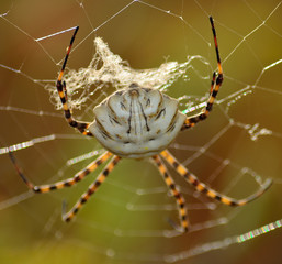 Closeup of large spider on the cobweb, Argiope lobata