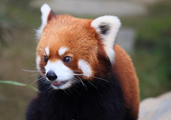 Obraz premium cute red panda with beautiful eyes in Hong Kong 